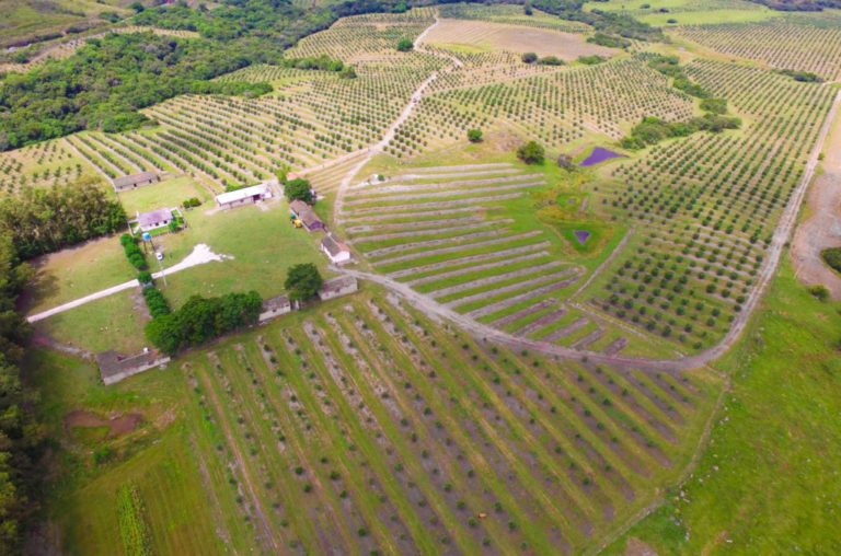 Colheita de Olivas inicia mais cedo devido a fatores climáticos