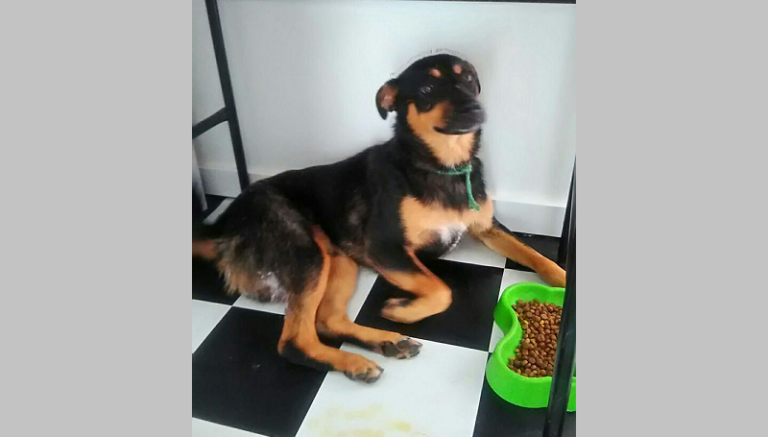 Cão é espancado por morador em São Sepé