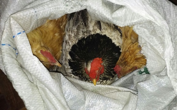 Rapaz é detido após furtar galinhas em Caçapava do Sul