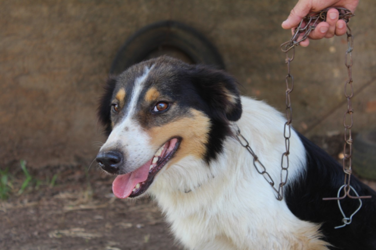 Cão resgatado por policiais em São Sepé é adotado