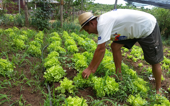 Morador de São Sepé tira o sustento com cultivo de hortaliças