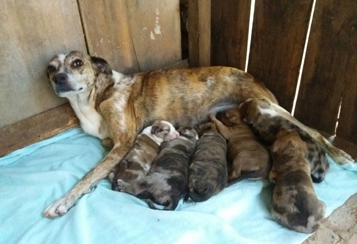Morador resgata cadela abandonada com oito filhotes em São Sepé