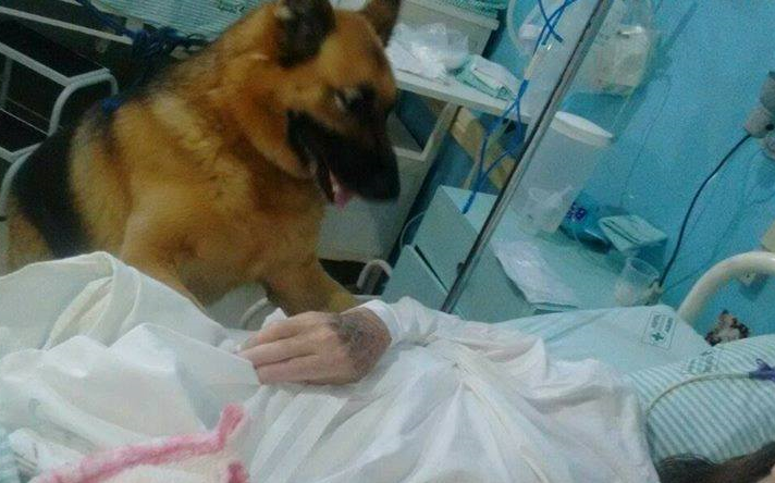 Cão visita dona internada em hospital de Agudo