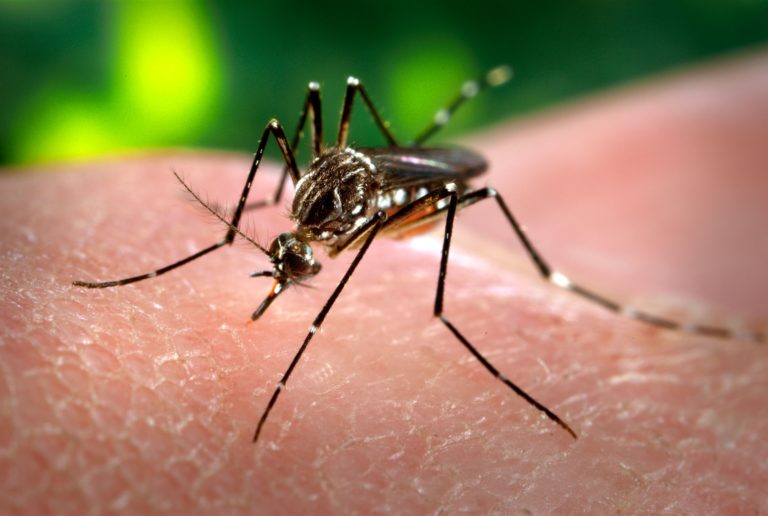 Vigilância Ambiental e de Saúde faz alerta sobre incidência da dengue no município