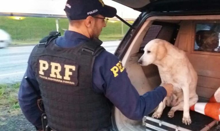 PRF resgata cadela em rodovia de Santa Maria
