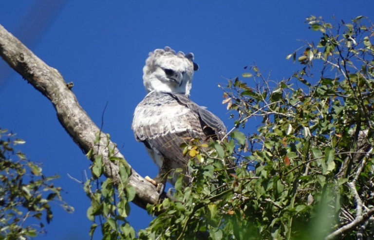 Rara espécie de águia volta a ser avistada no Rio Grande do Sul após dois anos