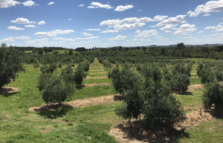 Empresa vai oferecer curso de poda de oliveiras em julho