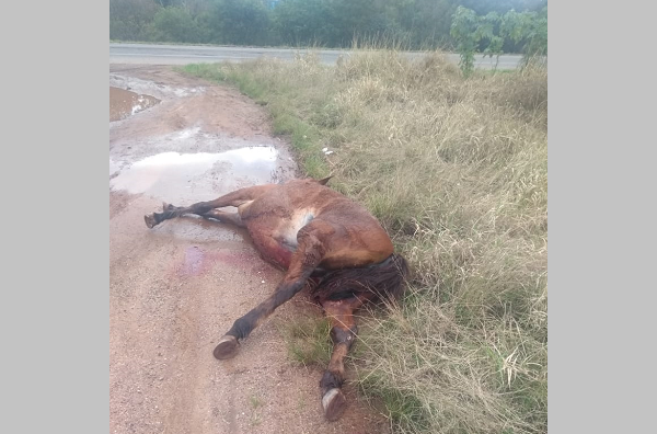 Cavalos morrem após serem atingidos por veículo em São Sepé