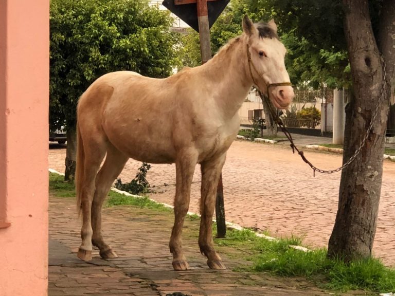 Cavalo “abandonado” em via pública é recolhido