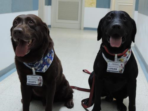 Cães que ajudam na recuperação de pacientes do Husm ganham crachás
