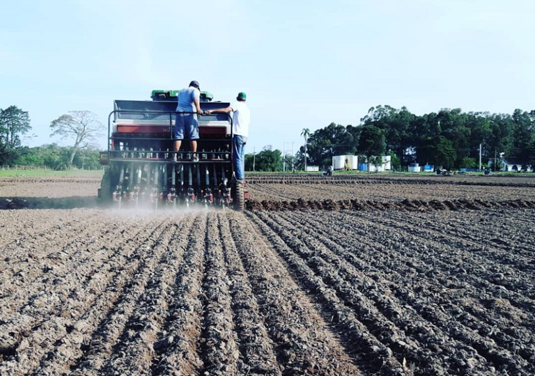 Produtores de São Sepé já plantaram mais de 15 mil hectares de arroz