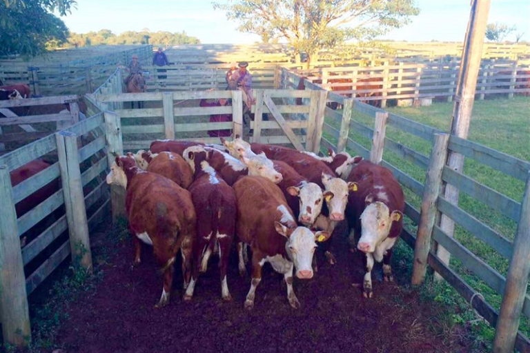 Feira da Primavera acontece nesta quinta-feira em Formigueiro