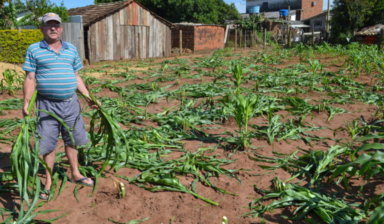 Agricultor é surpreendido com ato de vandalismo em plantação em Restinga Sêca