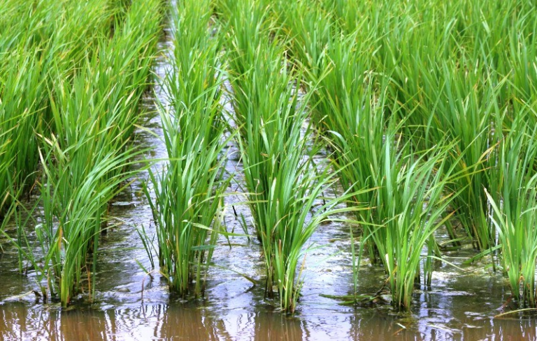 São Sepé já tem 58,4% da área de arroz plantada