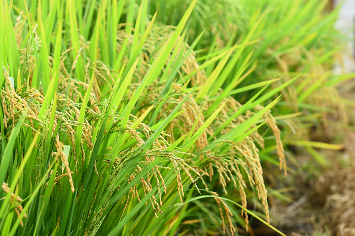 Governo federal sinaliza com prorrogação de custeio e investimento para o arroz