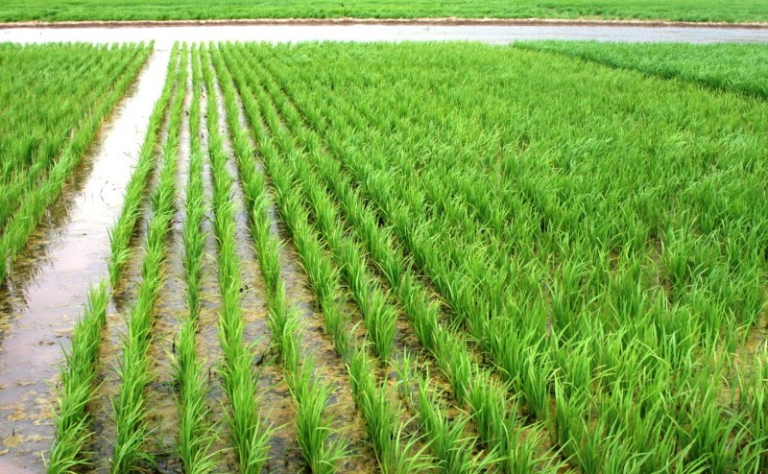 Plantio do arroz está próximo de ser concluído em São Sepé