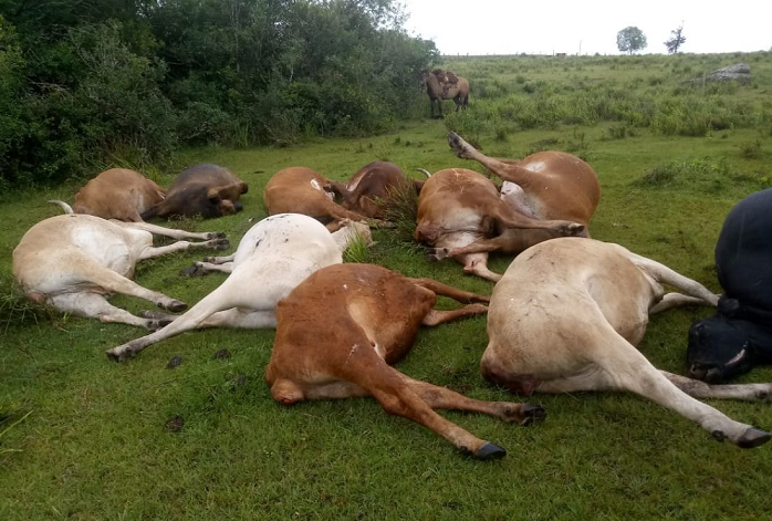 Vacas morrem envenenadas em propriedade rural em Santana da Boa Vista