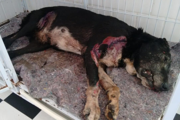 Populares resgatam cão que foi atropelado no Centro de São Sepé