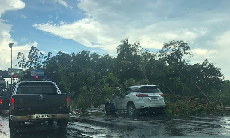 Árvore cai sobre veículo no pedágio de Venâncio Aires