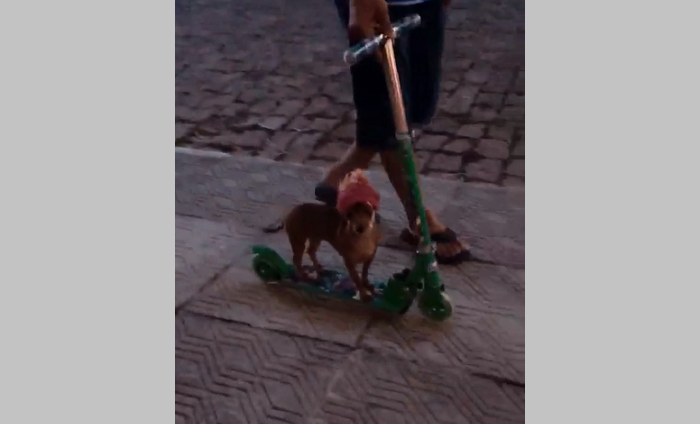 Cachorrinha que “anda” de patinete vira atração em São Sepé
