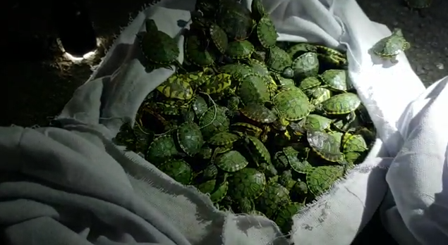 Homem é preso transportando 800 filhotes de tartaruga em carro