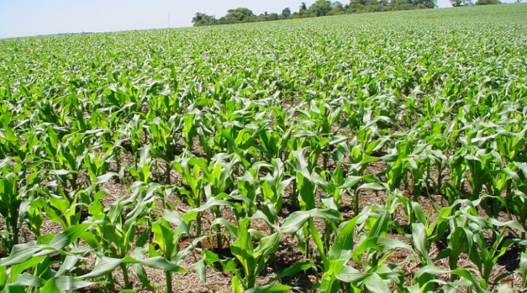 Altas temperaturas aceleram maturação e colheita do milho
