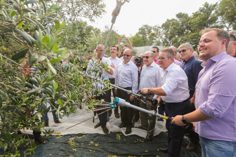 Colheita da oliva é aberta oficialmente em Formigueiro