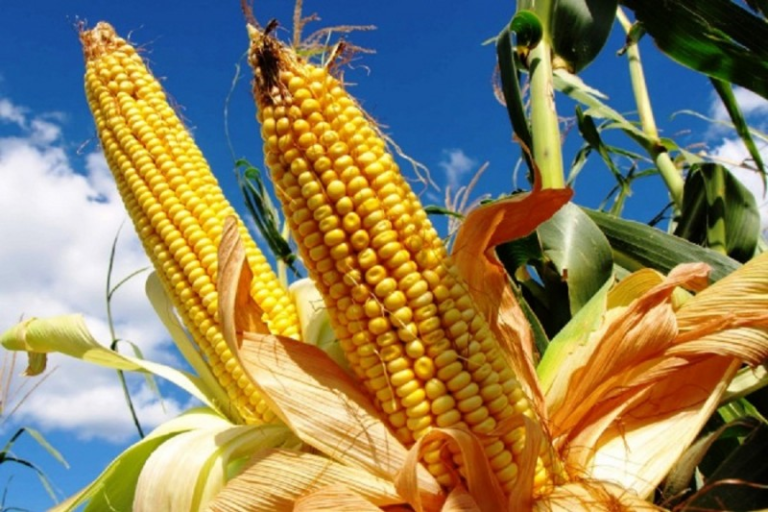 Clima quente e seco favorece colheita e qualidade dos grãos de verão no RS