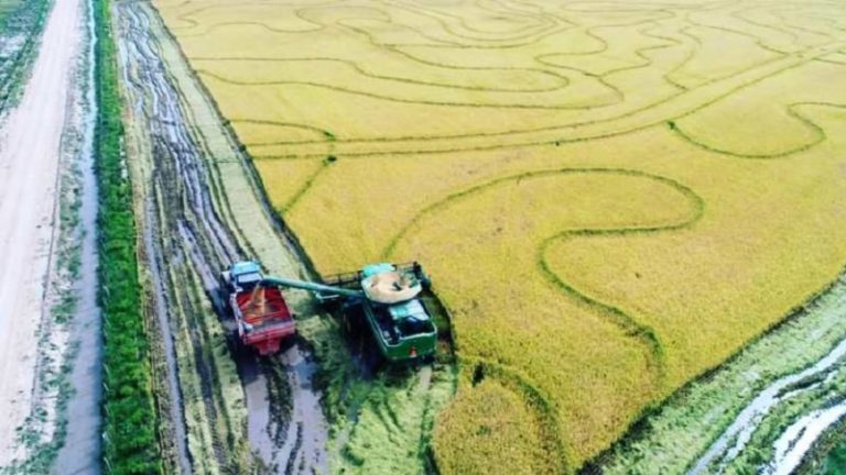 Colheita do arroz passa dos 85% de área no Estado