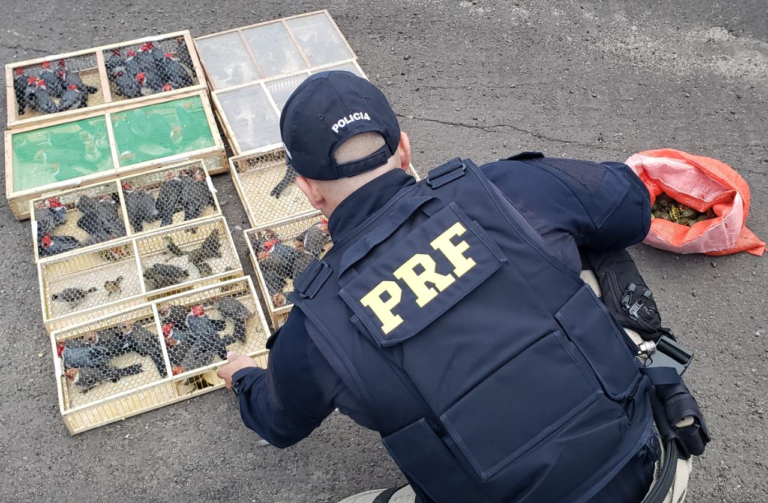 PRF flagra homem com mais de 150 pássaros e 100 tartarugas
