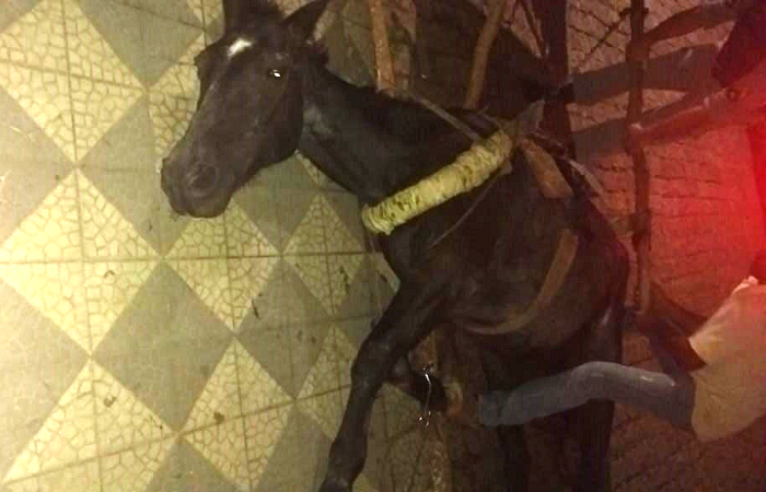 Cavalo não suporta peso de carroça e cai em via pública em São Sepé