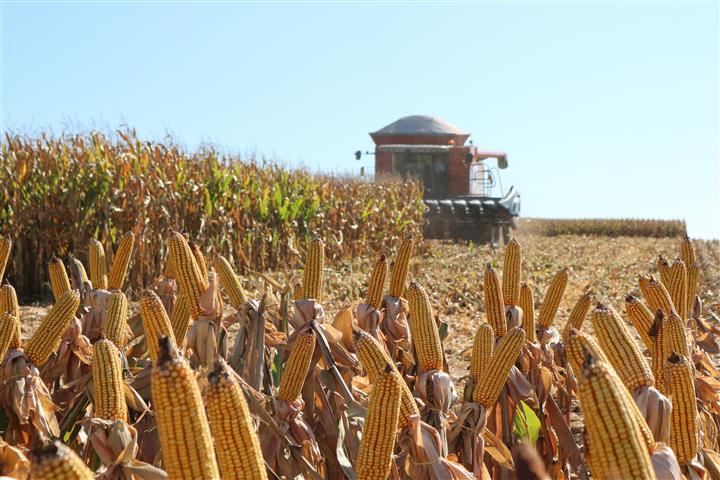 Lavoura de milho está 99% colhida no Estado