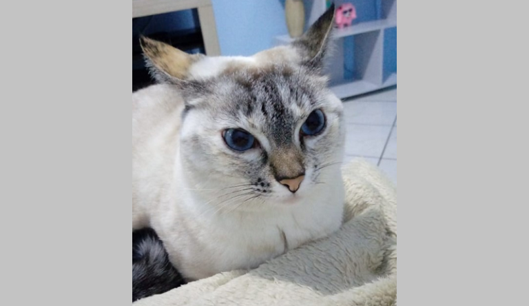 Gata que desapareceu em Formigueiro volta pra casa após 15 dias