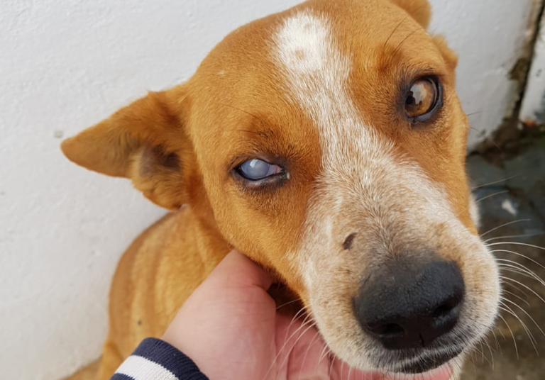 Cão fica cego após ser agredido com garrafada em São Sepé
