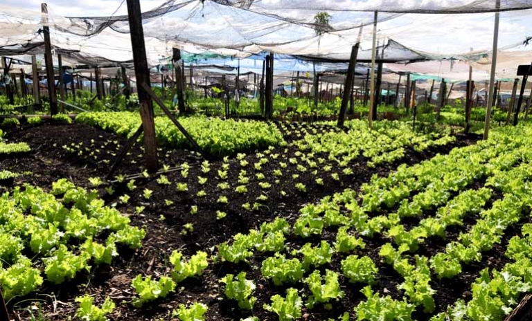 Vereador vai propor projeto de hortas comunitárias em São Sepé