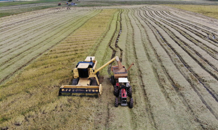 Cotrisel divulga balanço da safra de arroz e soja