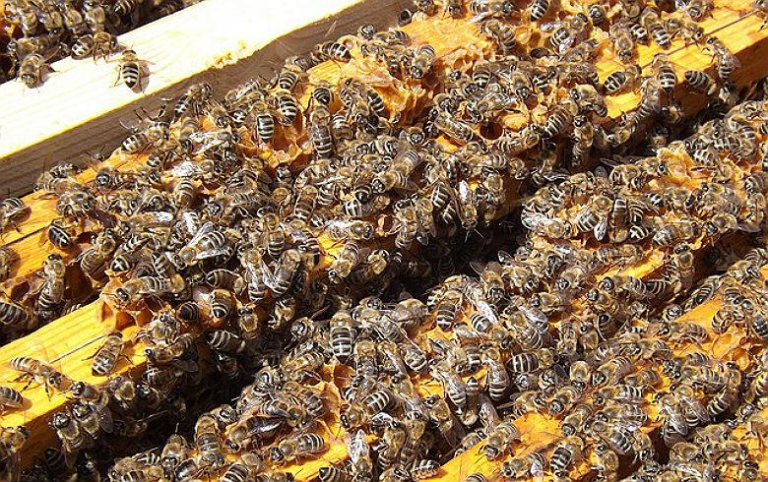 MP pede suspensão do uso de inseticida responsável por morte de abelhas no RS