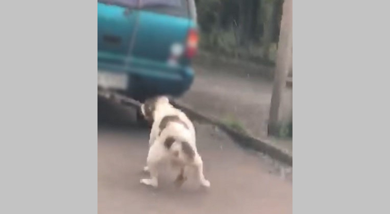 Polícia investiga denúncia contra motorista que amarrou cachorro a carro em movimento