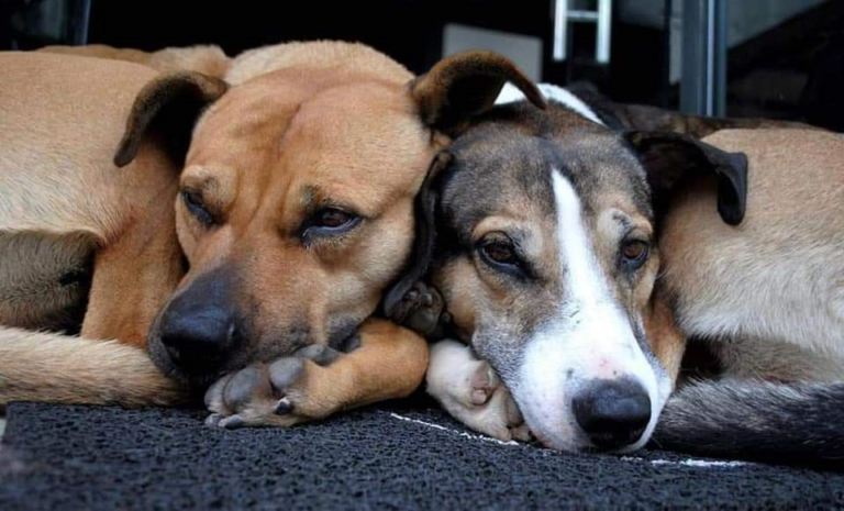 Voluntários buscam ajuda para cão comunitário que passou por cirurgia