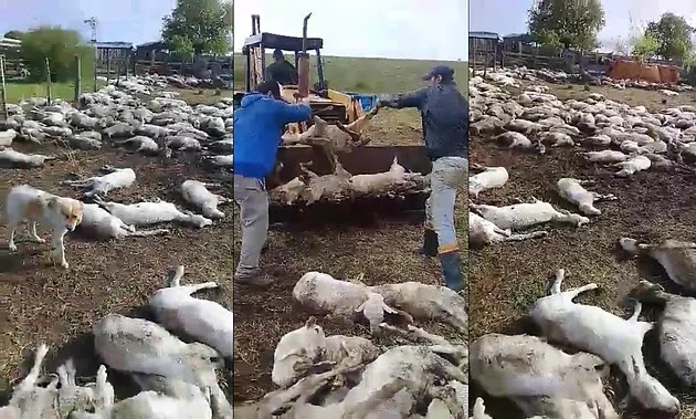 Mais de 500 ovelhas morrem de frio em Quaraí
