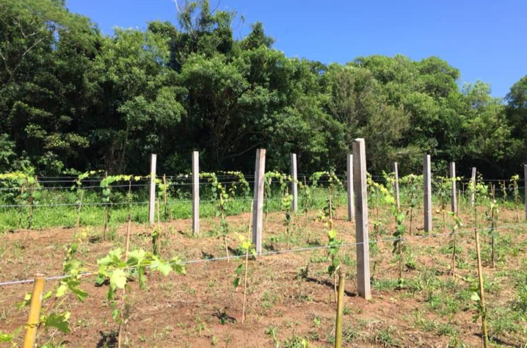 Produtores apostam na produção de uvas em São Sepé