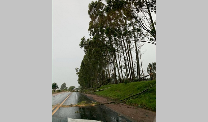 Queda de árvores na BR-153 em Caçapava do Sul exige atenção dos motoristas