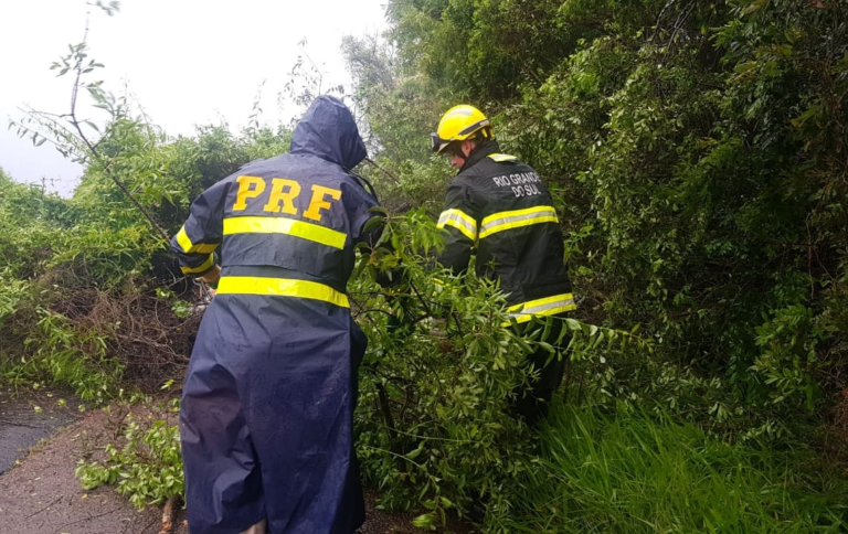PRF retira árvores caídas e libera o trânsito em rodovias federais da região