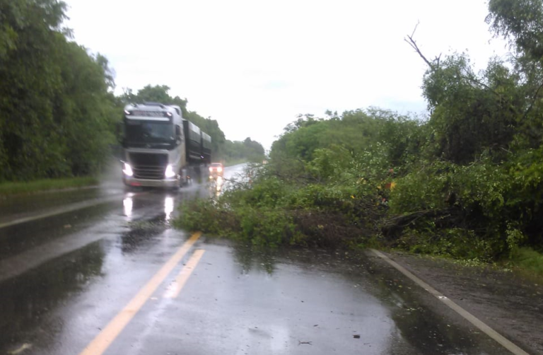 Queda de árvore deixa trânsito em meia pista na BR-392 em São Sepé