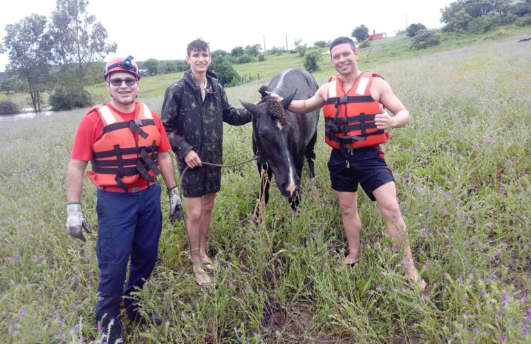 Bombeiros resgatam cavalo que ficou ilhado próximo ao Rio São Sepé