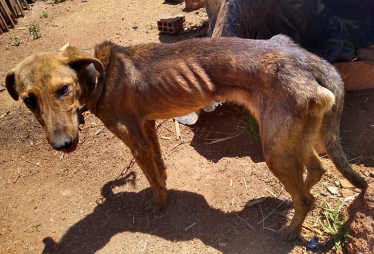 Animais em situação de maus-tratos são encontrados em São Sepé