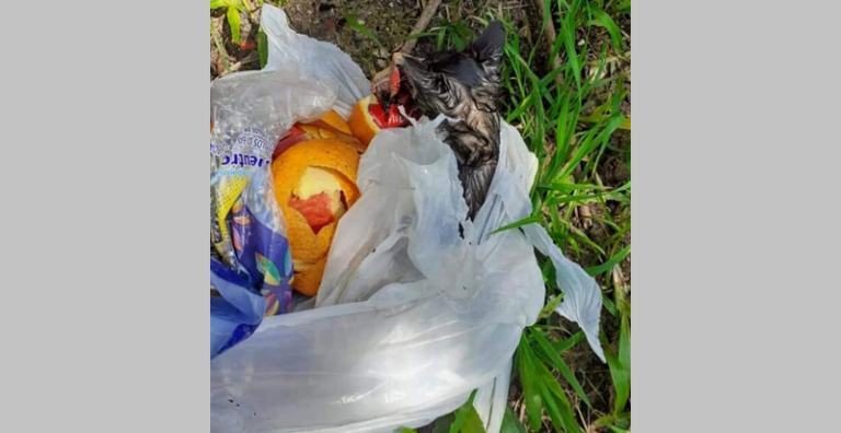 Gatinha é jogada viva no lixo em Santana do Livramento