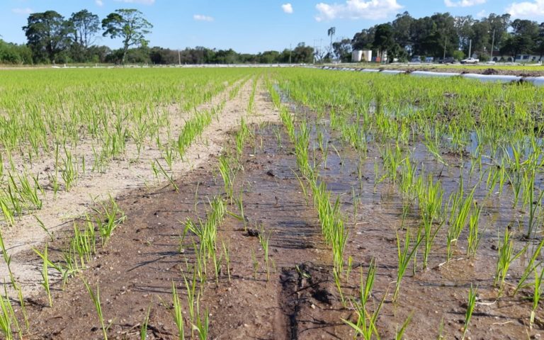 Irrigantes conquistam vitória contra cobrança indevida de energia
