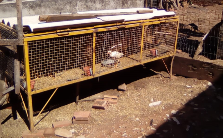 Patrulha Ambiental encontra criadouro de galos de rinha em São Sepé