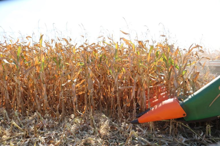 Colheita do milho avança no Estado e atinge 43% da área cultivada